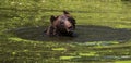 Bear swimming Royalty Free Stock Photo