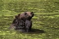 Bear swimming Royalty Free Stock Photo