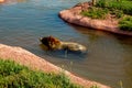 Bear swimming in the pond in Bear County Park , Rapid City , SD ,USA