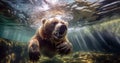 Bear swimming under water, fishing, The Kamchatka brown bear, Ursus arctos beringianus catches salmons at Kuril Lake in