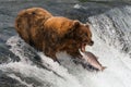 Bear about to catch salmon in mouth Royalty Free Stock Photo