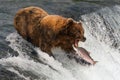 Bear about to catch salmon in mouth