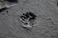 Bear Tracks Kennicott Glacier Alaska USA