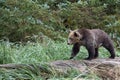 Bear on tree