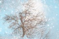 Bear tree reflected in a winter puddle. snowflakes background selective focus