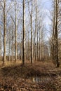Bare Trees In Dutch Forest Area Royalty Free Stock Photo