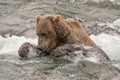 Bear tries to catch salmon in river