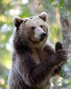 A bear is trying to climb on a tree in jungle