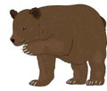 Bear or Ursus arctos, illustration