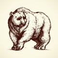 Bear. Vector drawing Royalty Free Stock Photo