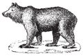 Bear, vintage engraving