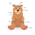Bear vocabulary part of body Royalty Free Stock Photo
