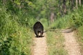 a bear that is walking across a dirt road in the grass Royalty Free Stock Photo