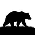Of a bear walking on grass, with a solid black form against a white backgroun Royalty Free Stock Photo