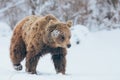 Bear walking in winter landscape. Hibernation time for bears.