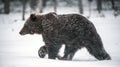 Bear walks through the winter forest in the snow . Snowfall, blizzard.
