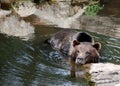 Bear In The Water