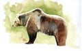 Bear watercolor