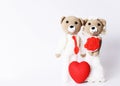 Bear wedding couple portraits and Red heart on white background Royalty Free Stock Photo