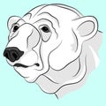 Bear white adult head face