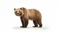 bear on white background illutration by generative ai