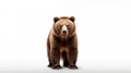 bear on white background illutration by generative ai