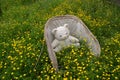 Bear in wooden chair