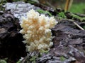 Bear's Head Mushroom - Hericium abietis Royalty Free Stock Photo