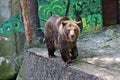 Bear in Zoo