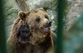 Bear at the zoo in Targu Mures Royalty Free Stock Photo