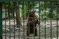 Bear at the zoo in Targu Mures Royalty Free Stock Photo