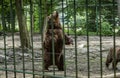 Bear at the zoo in Targu Mures Royalty Free Stock Photo