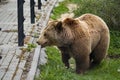 A bear at the zoo