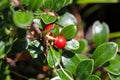 Bearberries, Arctostaphylos uva-ursi
