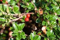 Bearberries, Arctostaphylos uva-ursi