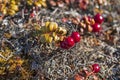 Bearberries in the fall in the arctic Royalty Free Stock Photo