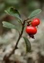 Bearberry.