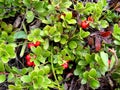 Bearberry Royalty Free Stock Photo