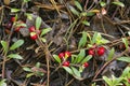 Bearberry Arctostaphylos uva-ursi plant with ripe berries