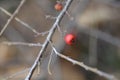 Bearberry cotoneaster