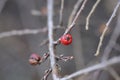 Bearberry cotoneaster