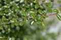 Bearberry cotoneaster