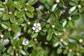 Bearberry cotoneaster