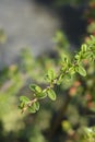 Bearberry cotoneaster Coral Beauty