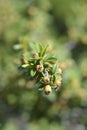 Bearberry cotoneaster Coral Beauty