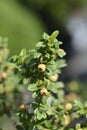 Bearberry cotoneaster Coral Beauty