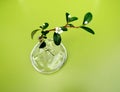 Bearberry or Cotoneaster dammeri branch with white flower in clear glass vase