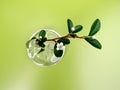 Bearberry or Cotoneaster dammeri branch with white flower in clear glass vase