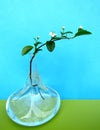 Bearberry or Cotoneaster dammeri branch with white flower in clear glass vase