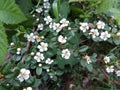Bearberry cotoneaster, Cotoneaster dammeri Royalty Free Stock Photo